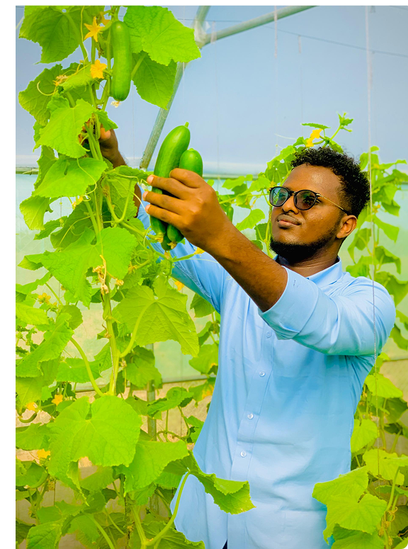 Farmer checking cucumber crops in a greenhouse